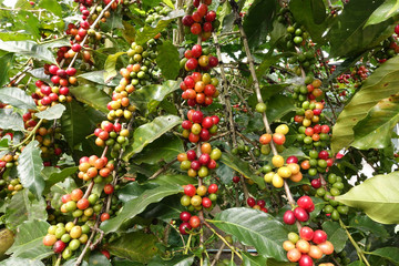 Coffee beans ripening on a tree.