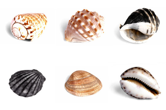 Collection of Mediterranean sea shells on white background