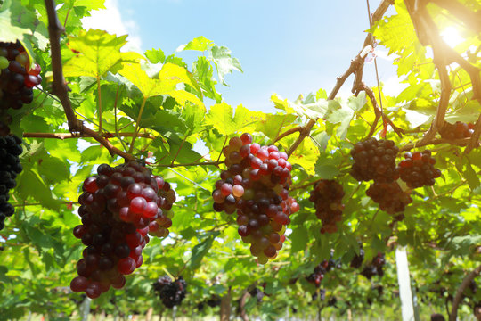 grapes in vineyard on a sunny day