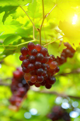 grapes in vineyard on a sunny day