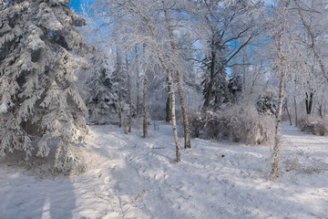 Frozen tree in wood