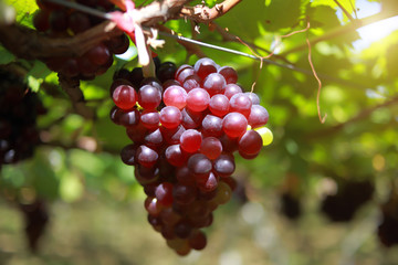 grapes in vineyard on a sunny day