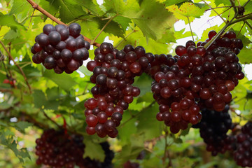 grapes in vineyard on a sunny day