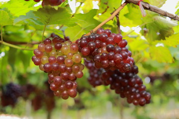 grapes in vineyard on a sunny day