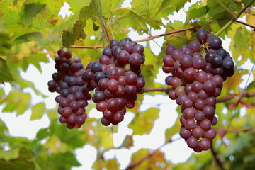 grapes in vineyard on a sunny day