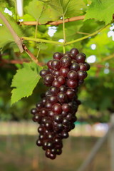 grapes in vineyard on a sunny day