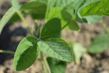大豆畑／山形県鶴岡市で、大豆畑の風景を撮影した写真です。