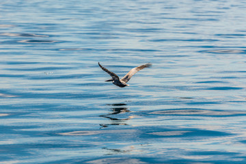 Fototapeta na wymiar great pelican in flight over sea