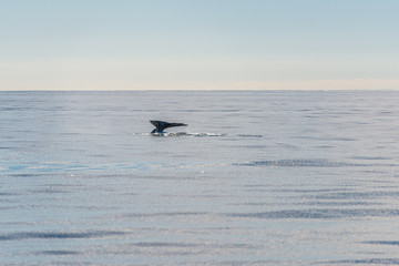 Humpback Whale