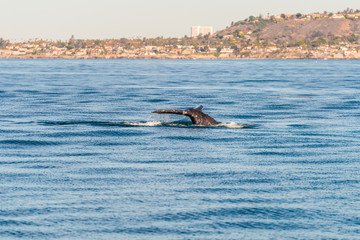 Fototapeta premium Humpback Whale