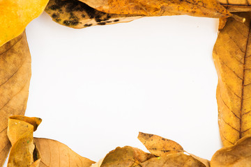 Naklejka premium frame of dried leaves against white empty space for text.