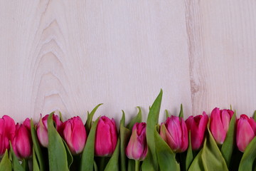 Tulipany - obrazy, fototapety, plakaty