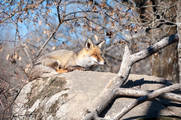 Fox lying on a rock resting under the hot sun - 2