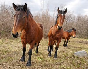 Herd of horses