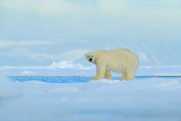 Big polar bear on drift ice edge with snow a water in Arctic Svalbard, big white animal in the nature habitat,  foggy mountain in the background, Norway © ondrejprosicky