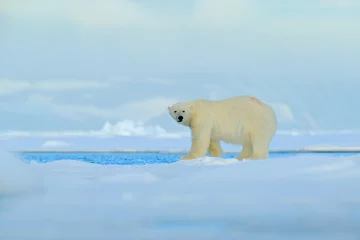Wandaufkleber Großer Eisbär auf Treibeiskante mit Schnee und Wasser im arktischen Spitzbergen, großes weißes Tier im Naturlebensraum, nebliger Berg im Hintergrund, Norwegen © ondrejprosicky