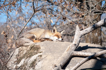 Fox lying on a rock resting under the hot sun - 13
