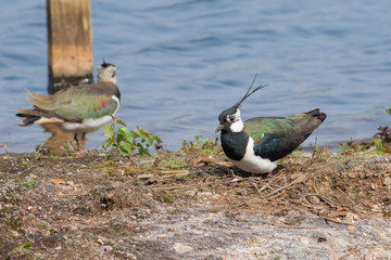 Northern Lapwing (Vanellus vanellus)