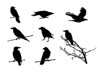 Fototapeta premium Set of Ravens