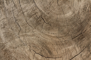 Naklejka premium Abstract wood bark texture
