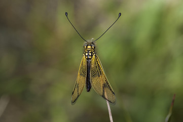 Libelloides coccajus