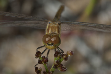 Sympetrum