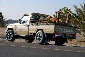Camel on Pickup, Oman
