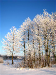 trees on a clear winter day