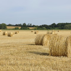 Campagne champs paille bottes rondes