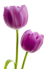 Zwei lila Tulpen