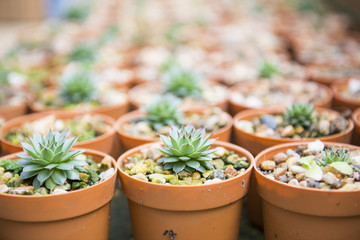 cactus plant for garden decoration