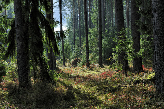 sunlit spruce tree forest © andreslebedev