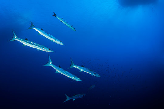 Shoal of barracudas, Red Sea, Egypt