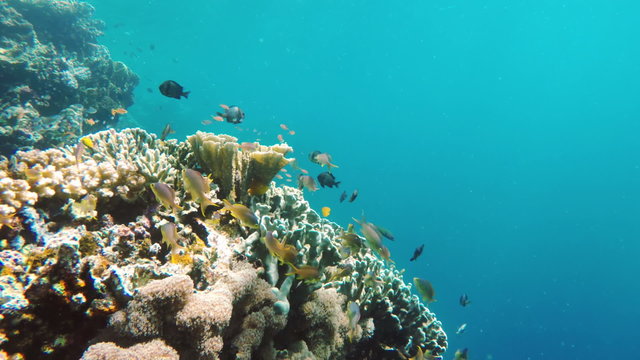 Many reef fish in the tropical sea on a coral reef.tropical underwater world.Diving and snorkeling in the tropical sea.Travel concept,Adventure concept.