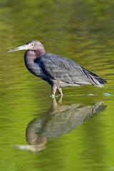 Little Blue Heron (Egretta caerulea) is fishing,