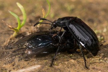 Silpha tristis beetle eating fly. A beetle in the family Silphidae feeding on dead fly prey

