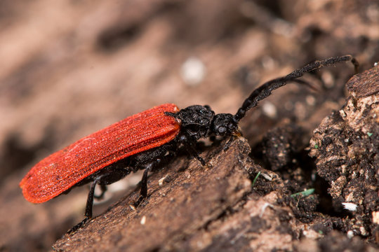 Platycis minutus beetle. A red beetle in the family Lycidae, on rotting wood
