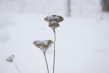 Fototapeta na wymiar Snow Flower