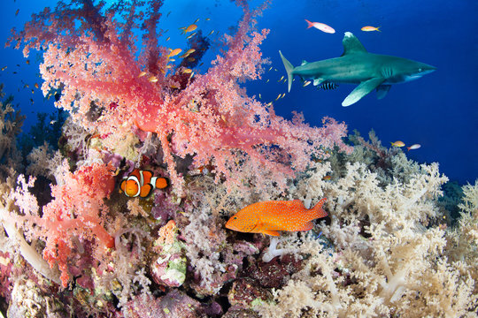 Colorful reef with shark and grouper, Red Sea, Egypt