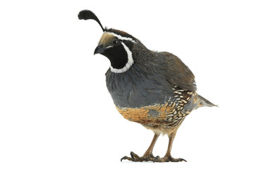 Fototapeta premium California Quail