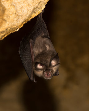 Lesser horseshoe bat (Rhinolophus hipposideros). A rare bat about to take flight in an abandoned mine in Somerset, England, UK
