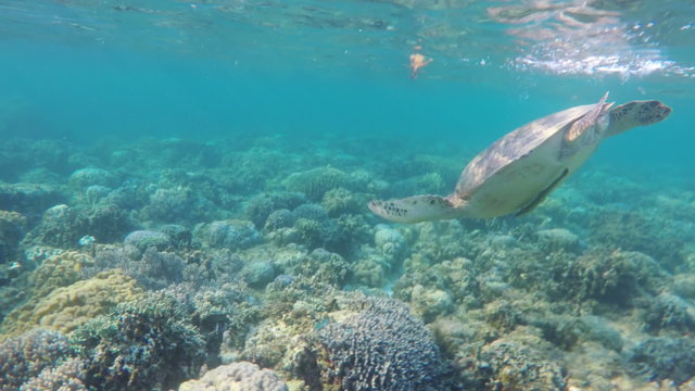 Sea turtle swimming by coral reef.Diving and snorkeling in the tropical sea.Travel concept,Adventure concept.