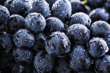 Ripe bunch of  blue grapes closeup with shining water drops