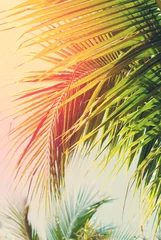Blätter von Palmen im Sonnenlicht. für die Ferienreisekarte © olga pink