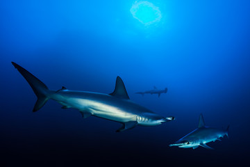 Fototapeta na wymiar Scalloped hammerhead sharks, Red Sea, Egypt