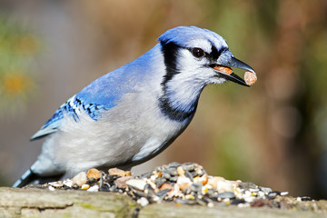 Blue Jay with nuts