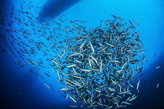 Shoal of fish, Red Sea, Egypt