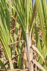 Closeup of Sugar crane plant, sugar crane farm