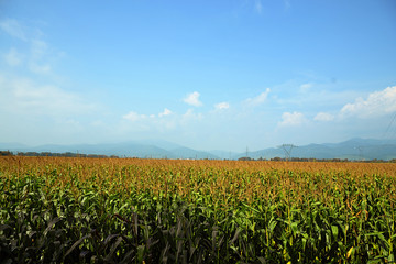 Fototapeta na wymiar landscape of french corn fields