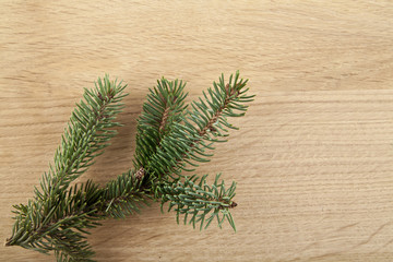 branch of fir-tree